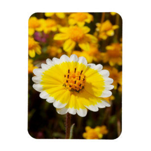 Ímã Flores Silvestres Tidy Tip