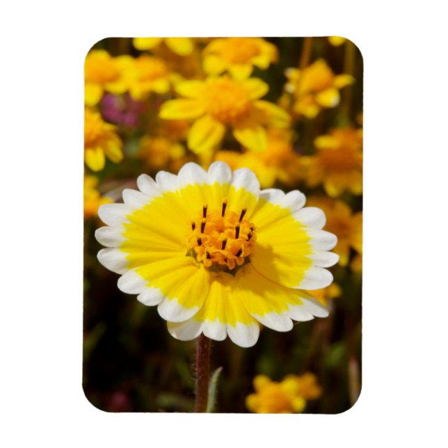 Ímã Flores Silvestres Tidy Tip (Vertical)