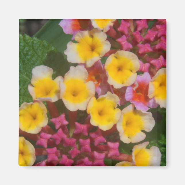 Imã Flores Tropicais Amarelas Pequenas Com Compartimen (Frente)