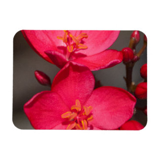 Ímã Flores Tropicais de Fiji Vermelhas e Rosa