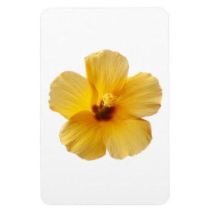 Ímã Flores Tropicais de Hibiscus Amarelo Floral
