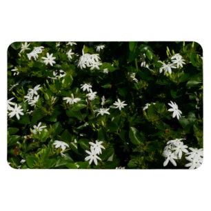 Ímã Flores Tropicais De Jasmine