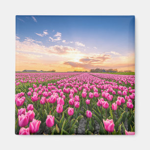 Imã Flores Tulips South Holland, Países Baixos