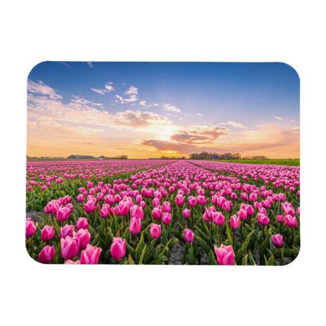 Ímã Flores | Tulips South Holland, Países Baixos (Horizontal)