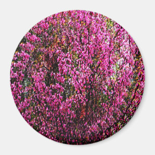 Imã Flores vermelhas......
