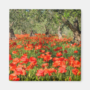 Imã Flores vermelhas da papoila sob oliveiras velhas