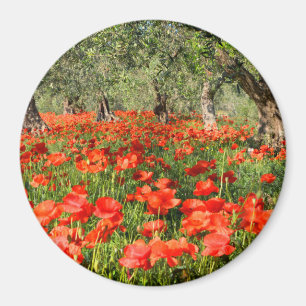Imã Flores vermelhas da papoila sob oliveiras velhas
