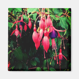 Imã Flores vermelhas e roxas