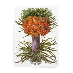 Ímã Flores Vintage de Fritillaria Laranja Basilius Bes
