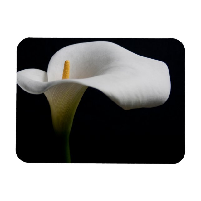Ímã Flores | White Calla Lily (Horizontal)