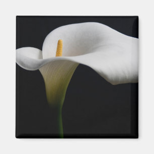 Imã Flores   White Calla Lily