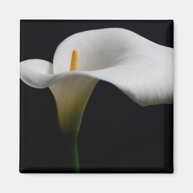 Imã Flores | White Calla Lily (Frente)