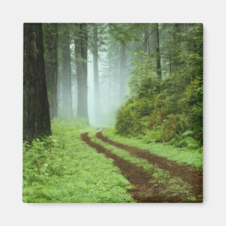 Imã Floresta