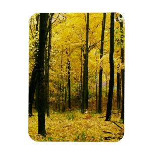 Ímã Floresta Amarela de outono