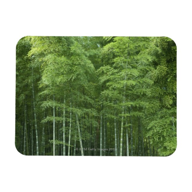 Ímã Floresta Bamboo (Horizontal)