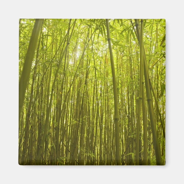 Imã Floresta Bamboo perto de Waikamoi Ridge Trail, Nor (Frente)