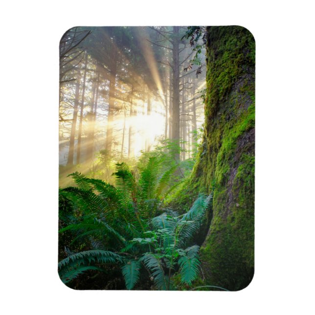 Ímã Floresta da Costa Pacífica, Oregon (Vertical)