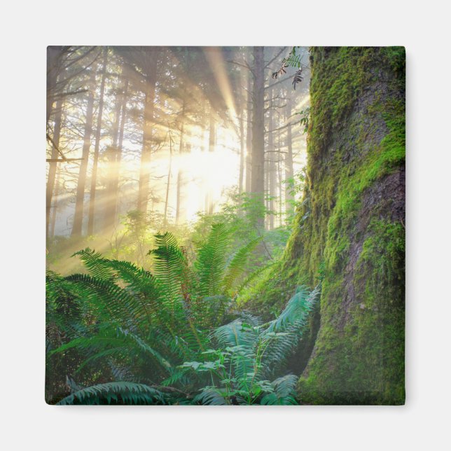 Imã Floresta da Costa Pacífica, Oregon (Frente)