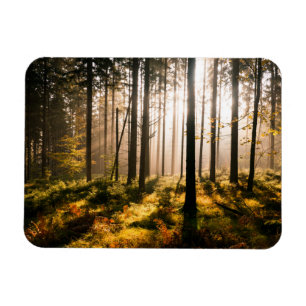 Ímã Floresta da queda com Sunrays