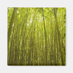 Imã Floresta de Bamboo perto de Waikamoi Ridge Trail, 