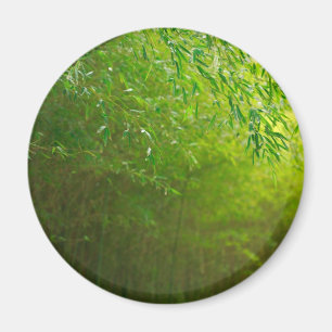 Imã Floresta de bambu
