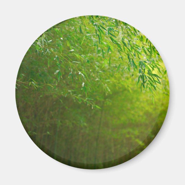 Imã Floresta de bambu (Frente)