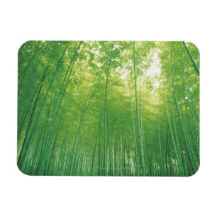 Ímã Floresta de bambu 2
