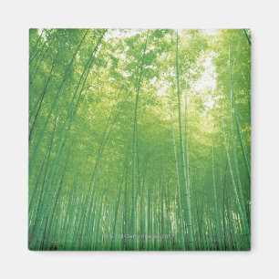 Imã Floresta de bambu 2