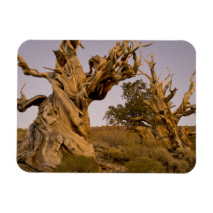 Ímã Floresta de Bristlecone Antiga, Montanhas Brancas,