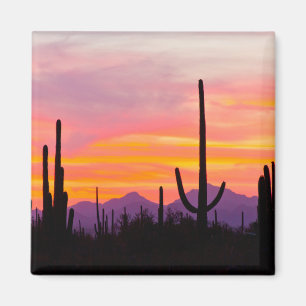 Imã Floresta de Cactus Saguaro ao Pôr do Sol