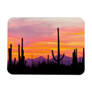 Ímã Floresta de Cactus Saguaro ao Pôr do Sol