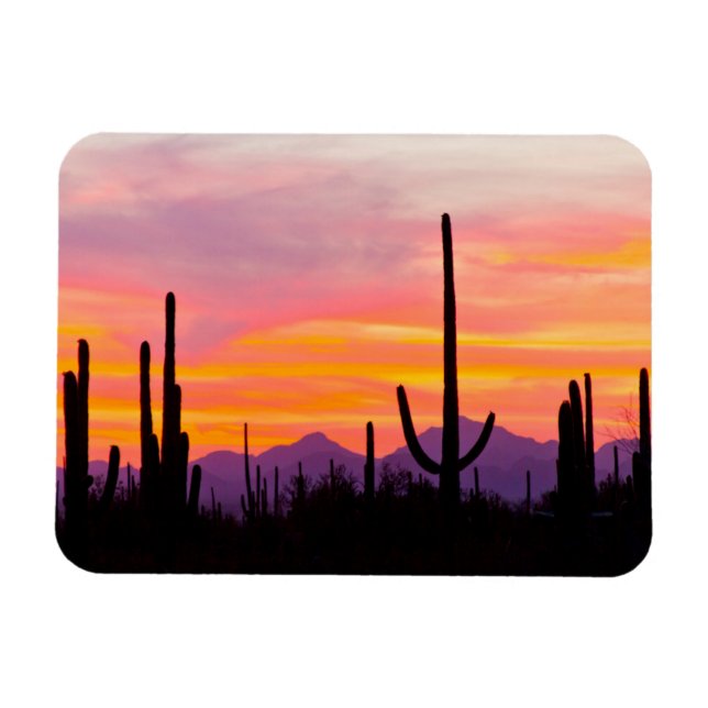 Ímã Floresta de Cactus Saguaro ao Pôr do Sol (Horizontal)