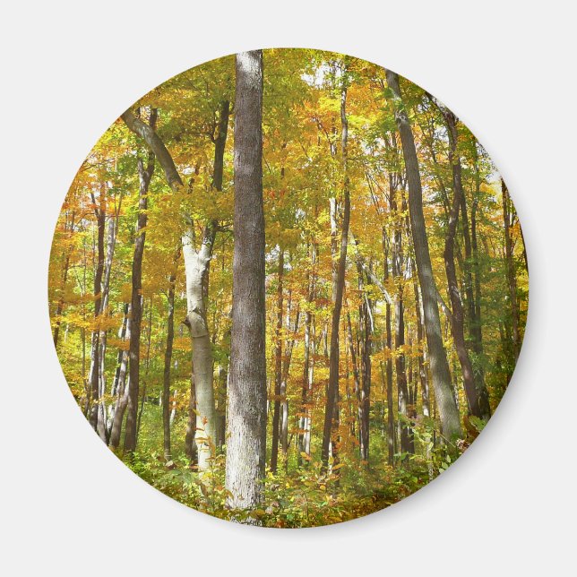 Imã Floresta de Folhas Amarelas Paisagem de Outono (Frente)