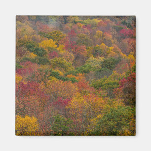 Imã Floresta de Madeira em Randolph County, Virgínia O