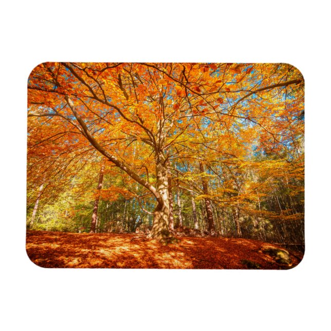 Ímã Floresta de outono (Horizontal)