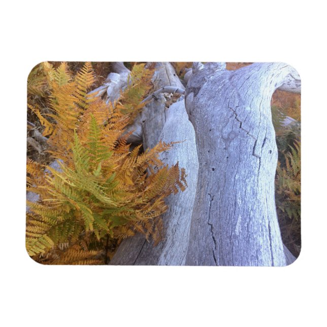Ímã Floresta de outono (Horizontal)