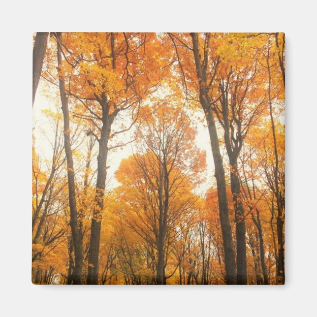 Imã Floresta de Outono Laranja (Frente)