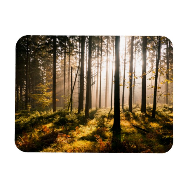 Ímã Floresta de Queda com Raios Solares (Horizontal)