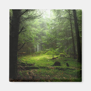 Imã Floresta de Sterious