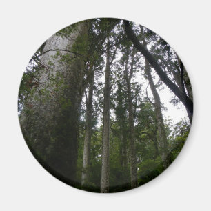 Imã Floresta do Kauri