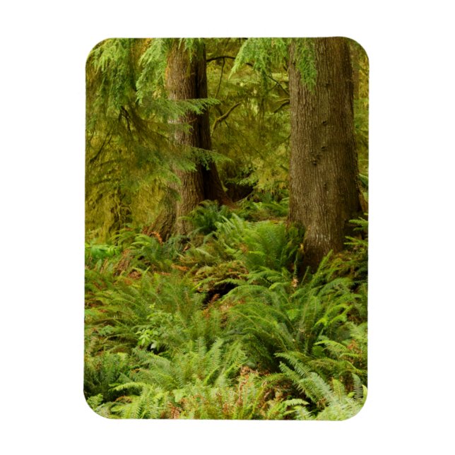 Ímã Floresta e Ferns Expurgados | Eco-a State Park, Or (Vertical)