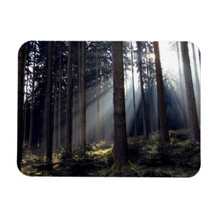 Ímã Floresta em Baviera