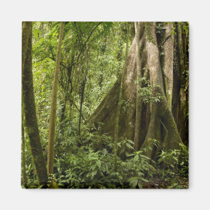Imã Floresta em nuvem, Bosque de Paz, Costa Rica