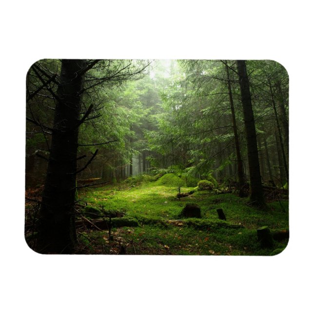 Ímã Floresta Estérica (Horizontal)