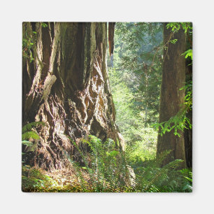 Imã Floresta grande das sequóias vermelhas do ímã d