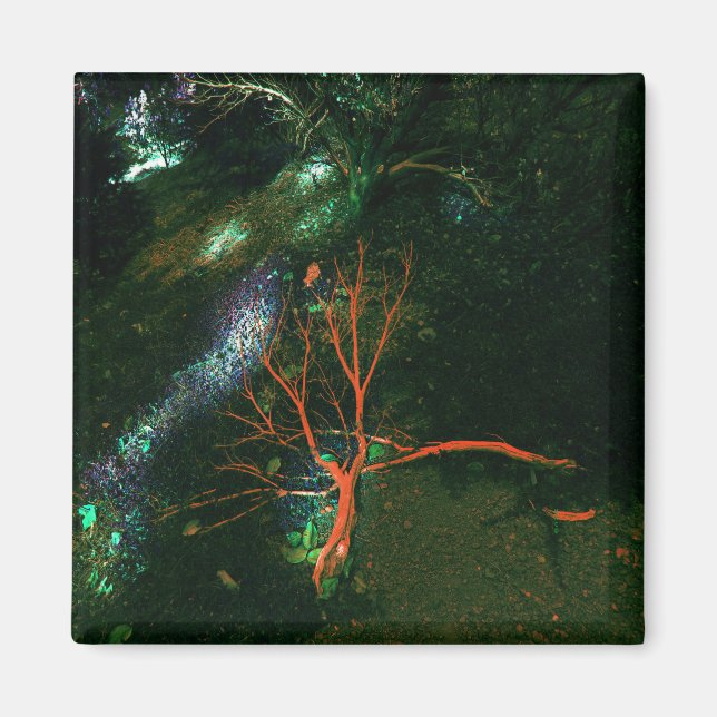 Imã Floresta Mística... (Frente)