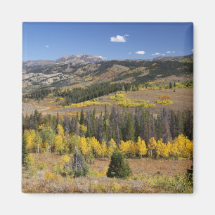 Imã Floresta Nacional de Bridger-Teton