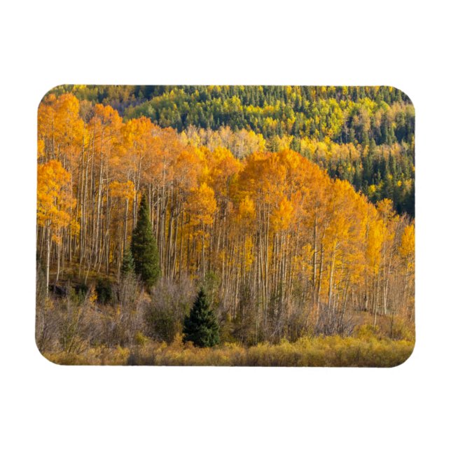 Ímã Floresta Nacional de Gunnison (Horizontal)