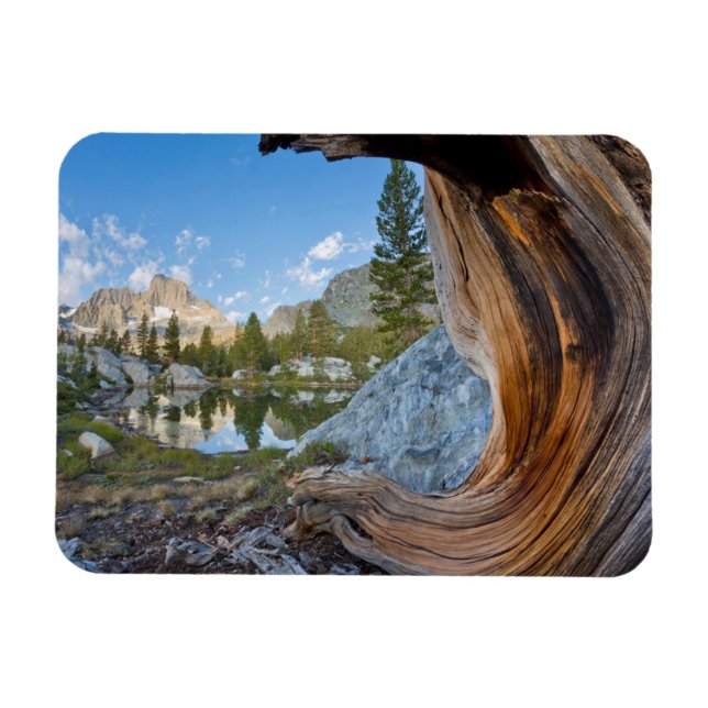 Ímã Floresta Nacional de Inyo, Califórnia (Horizontal)