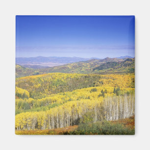 Imã Floresta Nacional de Roteiros no outono, próximo